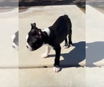 Tupac Biggie - Male Boston Terrier Puppy for Sale - Photo #4