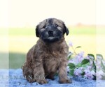 Small #3 Soft Coated Wheaten Terrier