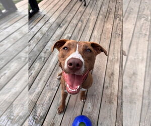 Kiwi - Female Mutt Dog for Adoption - Photo #11
