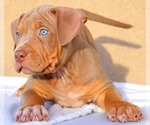 Small Photo #9 American Bully Puppy For Sale in PALMDALE, CA, USA