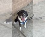 Small #4 Great Pyrenees Mix