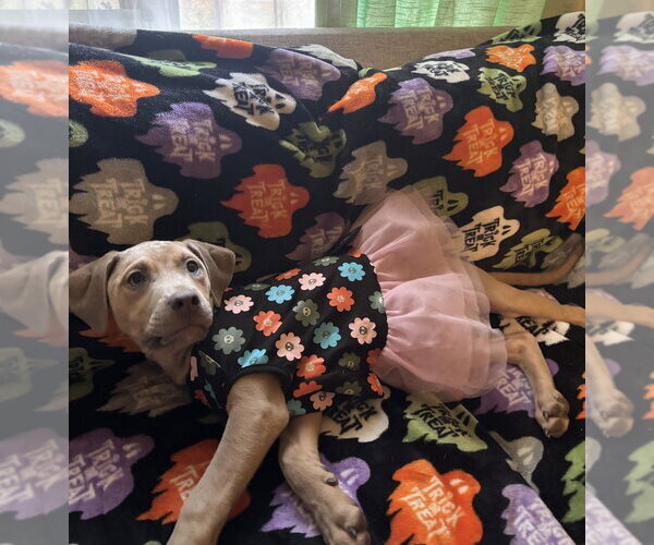Medium Photo #2 Black Mouth Cur-Unknown Mix Puppy For Sale in Boston, MA, USA