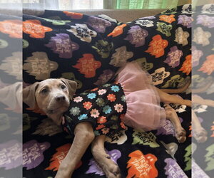 Waffle Fry Potato - Female Black Mouth Cur-Unknown Mix Dog for Adoption - Photo #2