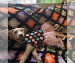 Small Photo #2 Black Mouth Cur-Unknown Mix Puppy For Sale in Boston, MA, USA