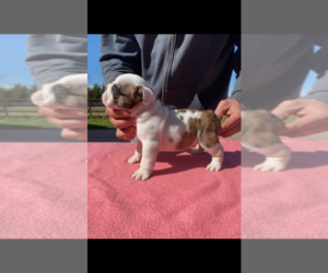 English Bulldogge Puppy for sale in QUANAH, TX, USA