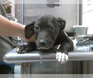 Mutt Dogs for adoption in Fayetteville, NC, USA