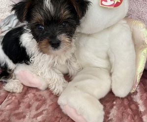 Medium Yorkshire Terrier