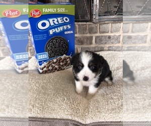 Miniature Australian Shepherd Puppy for sale in EASTANOLLEE, GA, USA