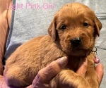 Small #2 Golden Retriever