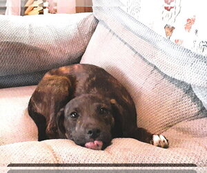 Mutt Dogs for adoption in Hinton, WV, USA