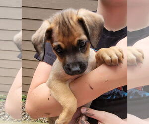 Labrador Retriever-Unknown Mix Dogs for adoption in The Woodlands, TX, USA