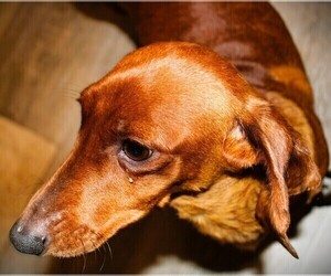 Mother of the Dachshund puppies born on 07/12/2026