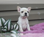Small #5 French Bulldog