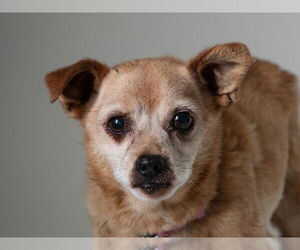 Mutt Dogs for adoption in San Andreas, CA, USA