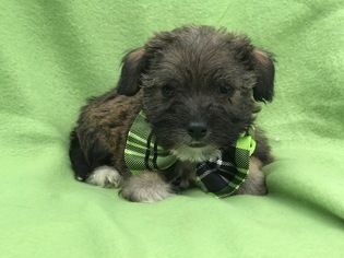 Mal-Shi Puppy for sale in EAST EARL, PA, USA