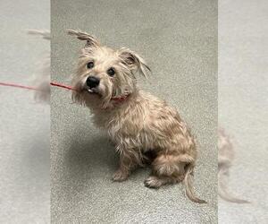 Mutt Dogs for adoption in Las Vegas, NV, USA