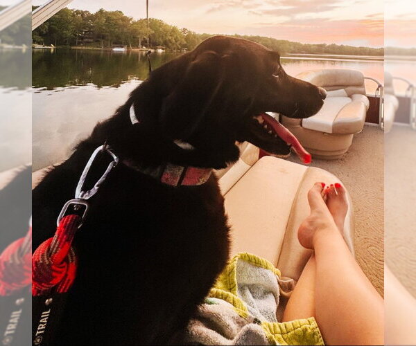 Medium Photo #2 Labrador Retriever-Unknown Mix Puppy For Sale in Germanton, TN, USA