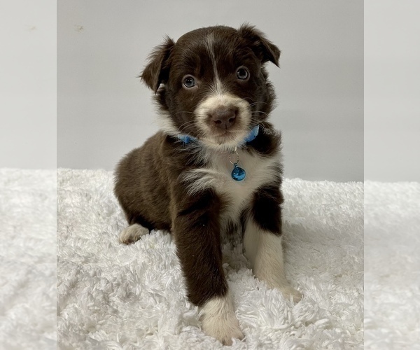 Medium Photo #6 Australian Shepherd Puppy For Sale in NEOSHO, MO, USA