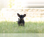 Small Photo #5 Miniature Pinscher Puppy For Sale in WARSAW, IN, USA