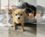 Small Chihuahua Mix