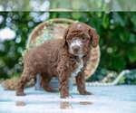 Small Photo #10 Poodle (Miniature) Puppy For Sale in WOLCOTTVILLE, IN, USA