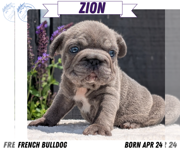 Medium Photo #13 French Bulldog Puppy For Sale in GOSHEN, IN, USA