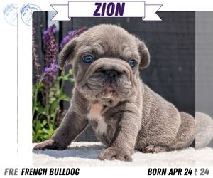 Medium French Bulldog