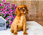Small #3 Cavalier King Charles Spaniel