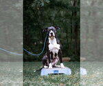 Small #12 American Pit Bull Terrier-American Staffordshire Terrier Mix