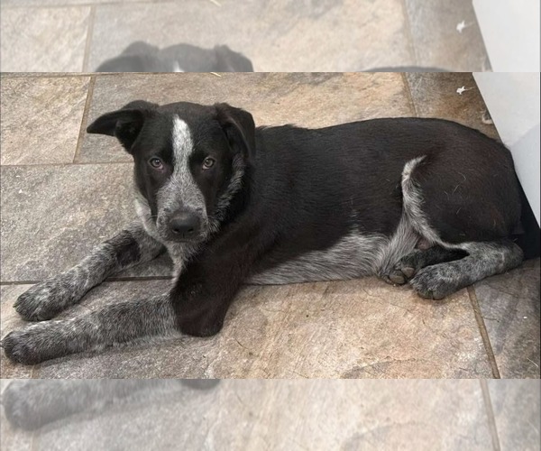 Medium Photo #2 Border Collie-Unknown Mix Puppy For Sale in Germantown, OH, USA