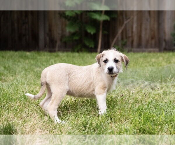 Medium Photo #3 Mutt Puppy For Sale in Plymouth, MN, USA