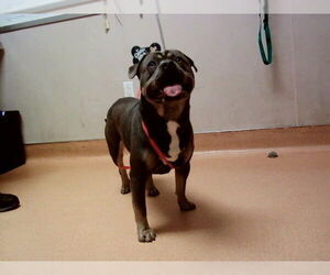 Mutt Dogs for adoption in Martinez, CA, USA