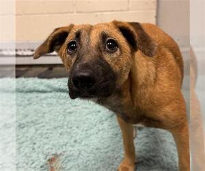Labrador Retriever-Unknown Mix Dogs for adoption in Conroe, TX, USA