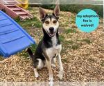 Small #1 Catahoula Leopard Dog Mix