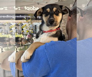 Bellatrix - Female Gerberian Shepsky Dog for Adoption - Photo #14