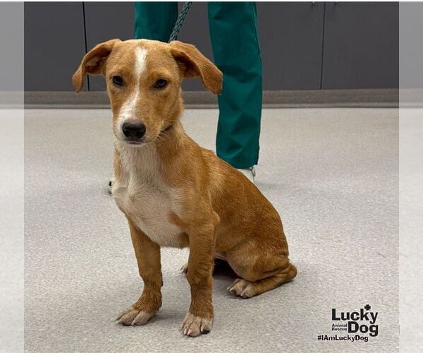 Medium Photo #2 Dachsador Puppy For Sale in Washington, DC, USA
