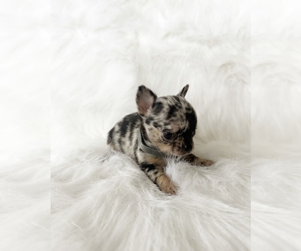Medium Photo #10 Chihuahua Puppy For Sale in SACRAMENTO, CA, USA