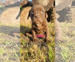 Small #2 Labrador Retriever Mix