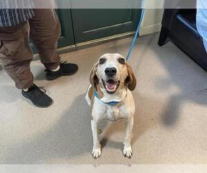 Harrier Dogs for adoption in Pasadena, CA, USA