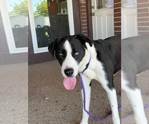 Medium Photo #4 Great Dane-Siberian Husky Mix Puppy For Sale in Bullard, TX, USA
