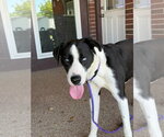 Small #3 Great Dane-Siberian Husky Mix