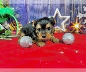Yorkshire Terrier Puppy for sale in CASSVILLE, MO, USA