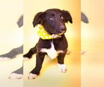 Small Photo #2 Basset Hound-Border Collie Mix Puppy For Sale in Holly Springs, MS, USA