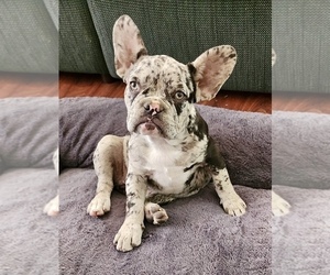 French Bulldog Puppy for sale in ROUND ROCK, TX, USA