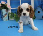 Small #15 Cavalier King Charles Spaniel