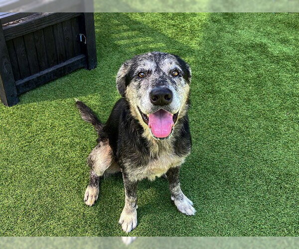 Medium Photo #1 Catahoula Leopard Dog-Labrador Retriever Mix Puppy For Sale in Orange, CA, USA