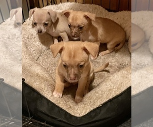 Chihuahua Puppy for sale in SYLVA, NC, USA