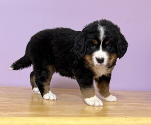 Bernese Mountain Dog Puppy for sale in WITHEE, WI, USA