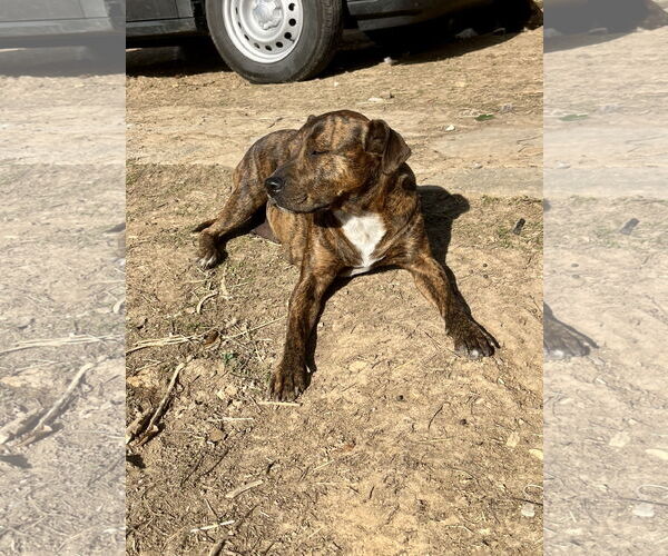 Medium Photo #2 American Pit Bull Terrier-Unknown Mix Puppy For Sale in Hillsboro, MO, USA
