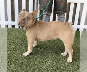 French Bulldog Dogs for adoption in Modesto, CA, USA